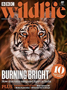 BBC Wildlife July 2024