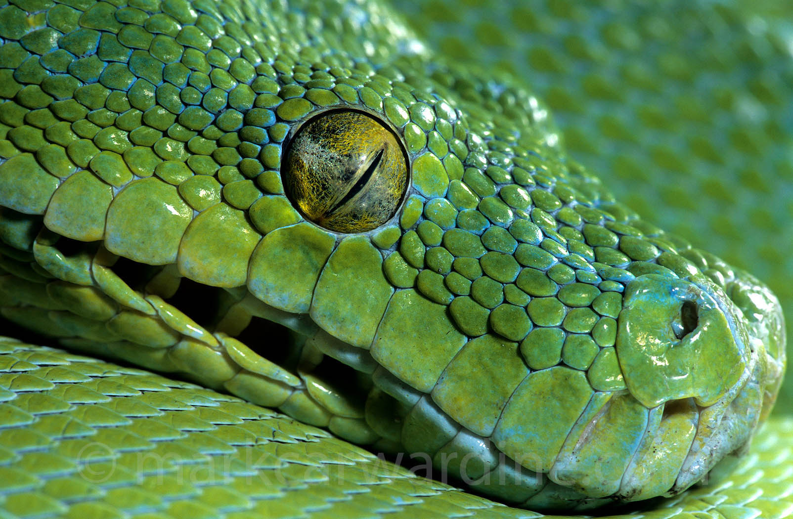 EC-2-green tree python.jpg