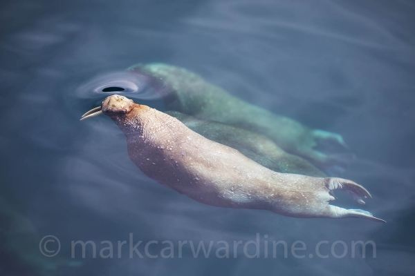 Seals, Sea Lions & Walrus