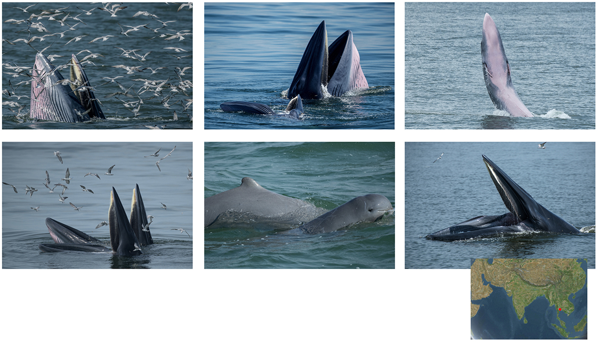 Trap-feeding Eden’s Whales of Thailand