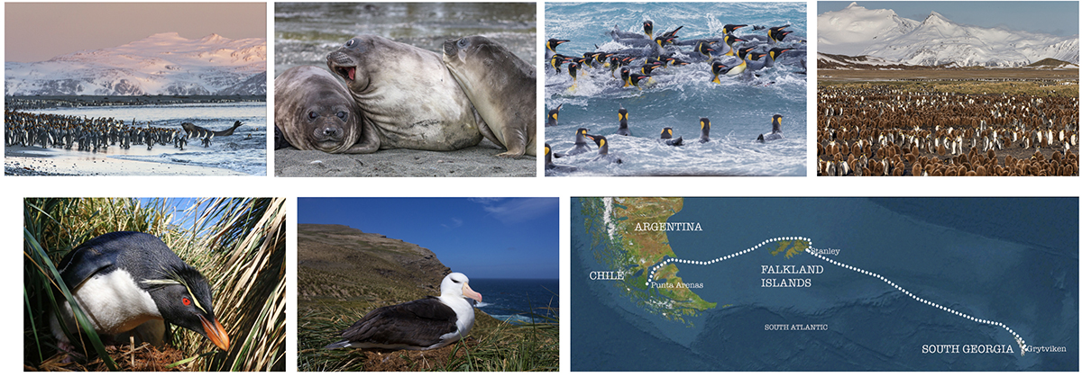 Festival of Wildlife 2025 in the Falkland Islands & South Georgia