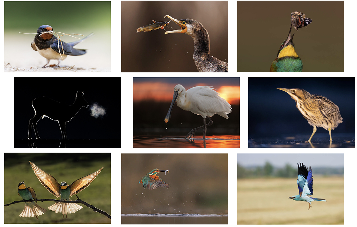 Fabulous Wildlife Photography in Hungary