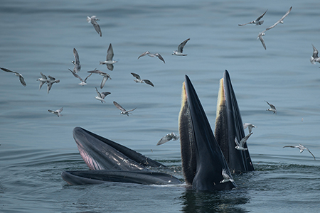 Trap-feeding Eden’s Whales of Thailand