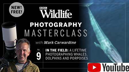 Mark’s YouTube channel on wildlife photography (free fact sheets here!)