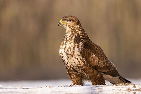 Exceptional holidays and <br>wildlife photography workshops with Mark