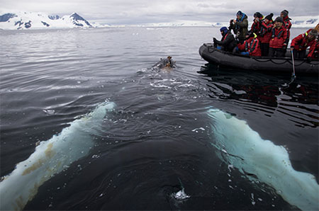 Exciting whale-watching expedition to <br>Antarctic Peninsula