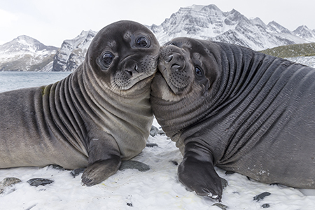 Picture of the Week: southern elephant seal pups, South Georgia