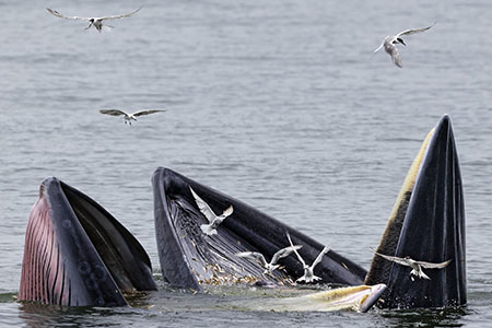 Picture of the Week: Eden's whales <br>trap-feeding, in north Gulf of Thailand