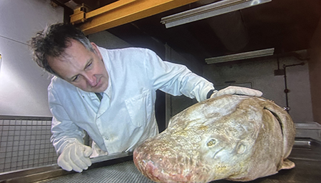 Mark inspects a sturgeon in Museum of Life 