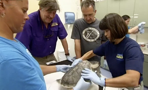 Checking a critically endangered Kemp's ridley turtle in The Great American Oil Spill 