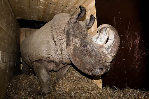 Transporting a northern white rhino by plane from Czech Republic to Kenya in Return of the Rhino: Last Chance to See Special