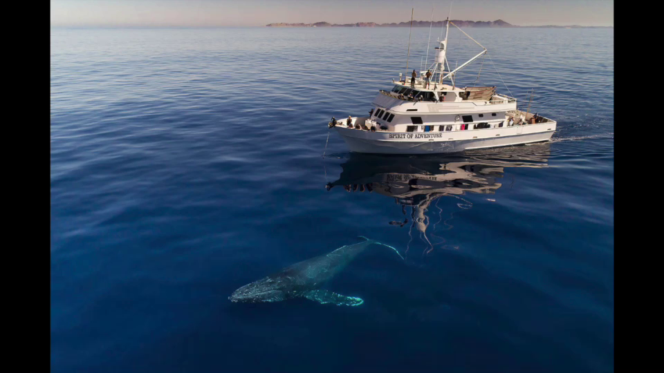 Whale Watching Dodger Blue – Boxer Craft House